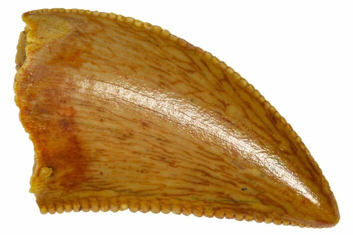Serrated Raptor Tooth - Real Dinosaur Tooth #361058